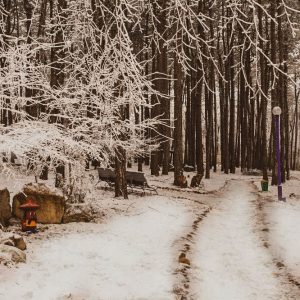 Территория в санатории Лесной в городе Железноводске - фотография