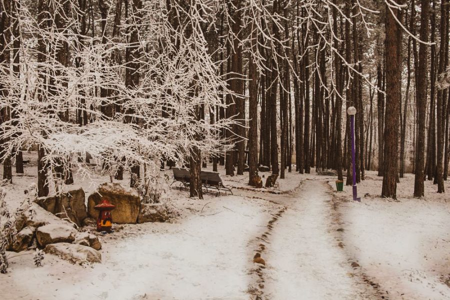 Территория в санатории Лесной в городе Железноводске - фотография