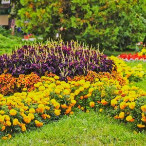 Территория в санатории Лесной в городе Железноводске - фотография