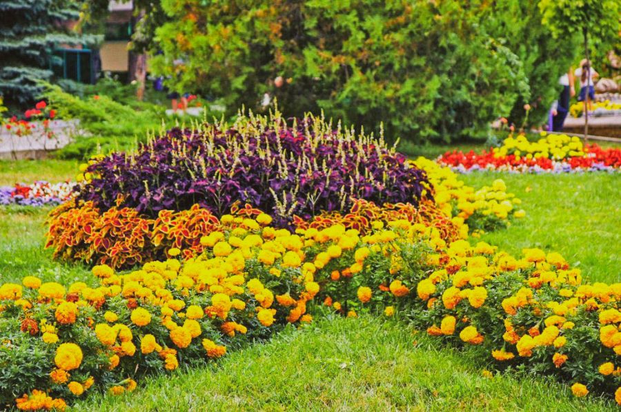 Территория в санатории Лесной в городе Железноводске - фотография