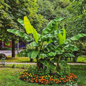 Территория в санатории Лесной в городе Железноводске - фотография