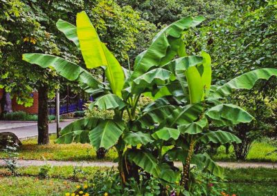Территория в санатории Лесной в городе Железноводске - фотография