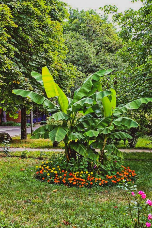 Территория в санатории Лесной в городе Железноводске - фотография
